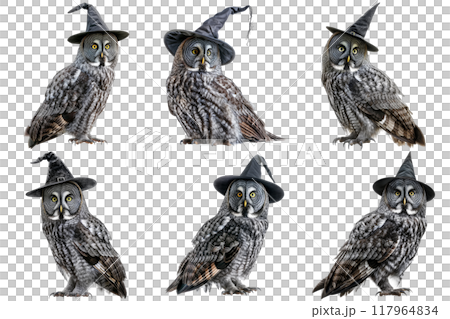 Six Great Gray Owls Wearing Witch Hats Six Great Gray Owls Wearing Witch Hats 117964834