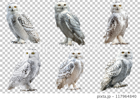 Six Snowy Owls with Yellow Eyes Facing the Camera 117964840