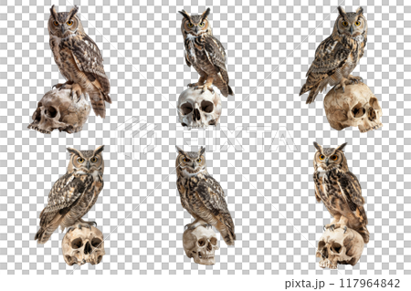 Great Horned Owl Perched on Skulls in Multiple Poses 117964842