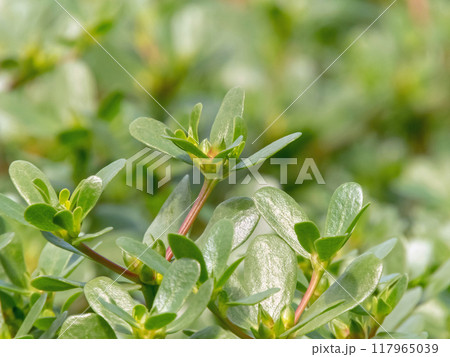 Portulaca oleracea, common purslane, little hogweed or pursley edible succulent plant Portulaca oleracea, common purslane, little hogweed or pursley edible succulent plant 117965039