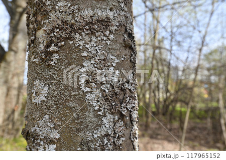Parmelina tiliacea - a mushroom of the foliose lichen family, growing on tree bark Parmelina tiliacea - a mushroom of the foliose lichen family, growing on tree bark 117965152