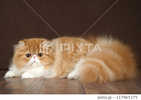 Portrait of a fluffy Persian cat on a dark background. Color: red and white. 117965375