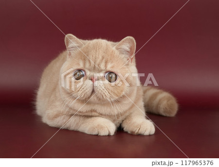 beautiful exotic Shorthair cat lies on the brown background of the Studio. beautiful exotic Shorthair cat lies on the brown background of the Studio. 117965376