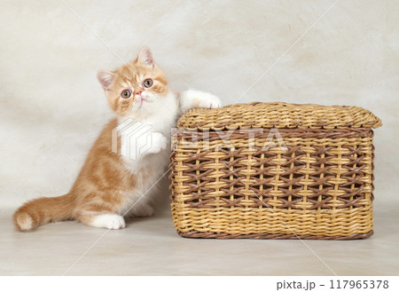The red exotic kitten is sitting in a basket on a light background 117965378