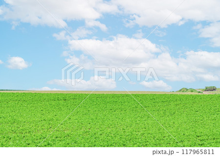 快晴の空と新緑の緑が美しい畑（自然イメージ） 117965811