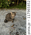 公園の猫 117965852