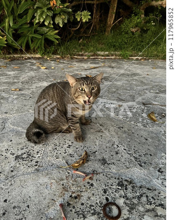 公園の猫 117965852