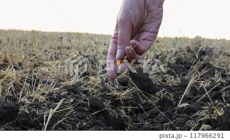 Close up to female hand of agronomist sowing grains of corn on plantation at sunset. Arm of a farmer planting yellow seeds of maize in dry soil at field. Concept of agricultural business. Slow motion 117966291