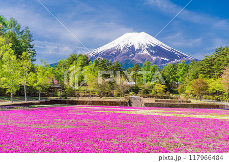 【山梨県】富士吉田市　恩賜林庭園の芝桜と富士山 117966484