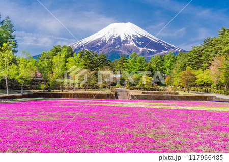 【山梨県】富士吉田市　恩賜林庭園の芝桜と富士山 117966485