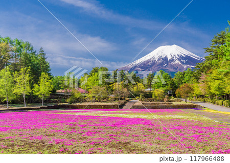 【山梨県】富士吉田市　恩賜林庭園の芝桜と富士山 117966488