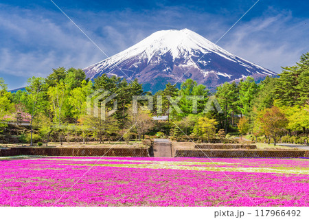 【山梨県】富士吉田市　恩賜林庭園の芝桜と富士山 117966492