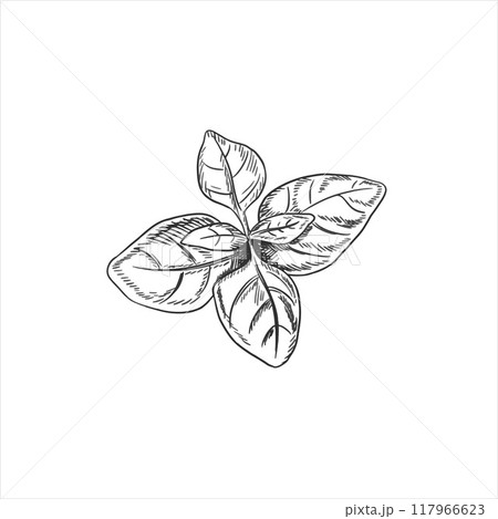 Vector illustration with fresh basil leaves. Garden organic green harvest, eco-friendly vegetables and spices. Hand drawn illustration in line art in black ink on isolated background 117966623