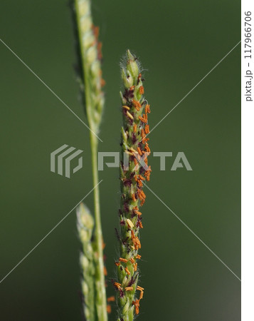 タチスズメノヒエの花のクローズアップ 117966706