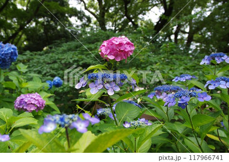 名古屋市鶴舞公園のアジサイ 117966741
