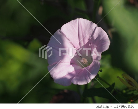 木漏れ日を浴びたピンクのヒルガオの花のクローズアップ 117966816