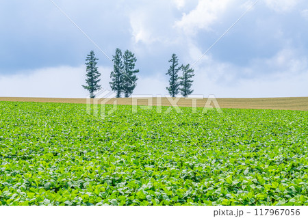 夏の北海道　広大な畑にそびえるシンボルツリー（自然イメージ） 117967056