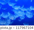 水中を漂うクラゲ 117967104