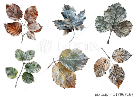 Frost-Covered Leaves of Various Shapes and Colors 117967167