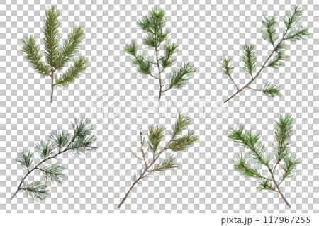 Six Pine Branches with Faded Lines 117967255