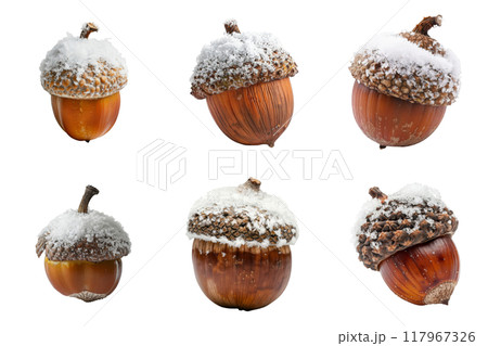 Six Acorns Covered in Snow 117967326