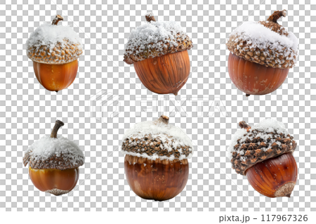 Six Acorns Covered in Snow 117967326