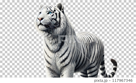 White Tiger   117967346