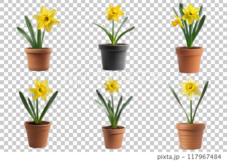 Six potted daffodils with yellow flowers and green leaves 117967484