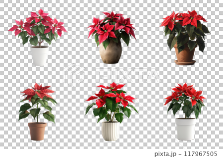 Five Potted Poinsettia Plants with Red Bracts and Green Leaves 117967505