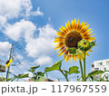 夏の青空と大きなひまわり 117967559