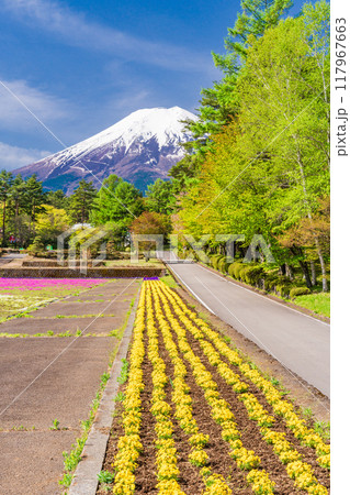【山梨県】富士吉田市 恩賜林庭園から見る富士山 【山梨県】富士吉田市 恩賜林庭園から見る富士山 117967663