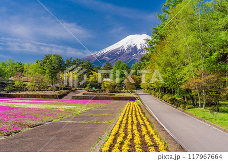 【山梨県】富士吉田市 恩賜林庭園から見る富士山 【山梨県】富士吉田市 恩賜林庭園から見る富士山 117967664