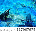 水中を泳ぐペンギン 117967675