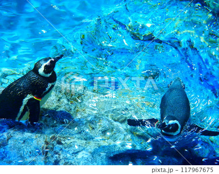水中を泳ぐペンギン 117967675