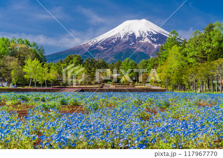【山梨県】富士吉田市　恩賜林庭園のネモフィラと富士山 117967770