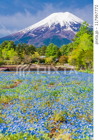 【山梨県】富士吉田市 恩賜林庭園のネモフィラと富士山 【山梨県】富士吉田市 恩賜林庭園のネモフィラと富士山 117967772