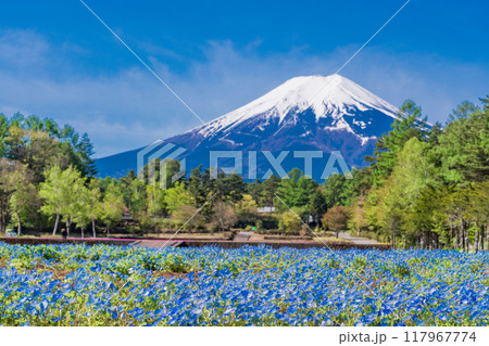 【山梨県】富士吉田市 恩賜林庭園のネモフィラと富士山 【山梨県】富士吉田市 恩賜林庭園のネモフィラと富士山 117967774