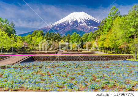 【山梨県】富士吉田市　恩賜林庭園のネモフィラと富士山 117967776