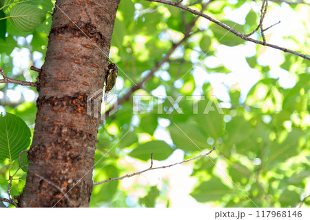 桜の木に止まったクマゼミ 117968146