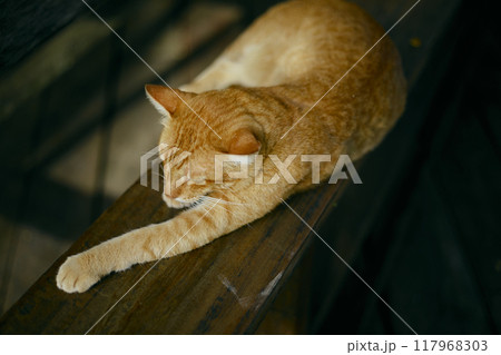 Close up orange cat lying Close up orange cat lying 117968303