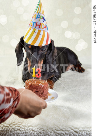 Happy Birthday To My Beloved Dog, Celebrating Thirteen Years Of Happiness. 117968406