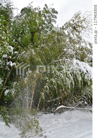 雪をかぶった竹 雪をかぶった竹 117968808