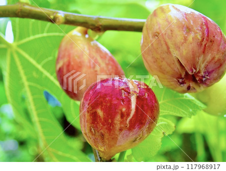 　猛暑の日の贈り物。 117968917