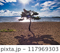 湖に立つ木 117969303