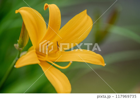 一輪のマンシュウキスゲ 117969735