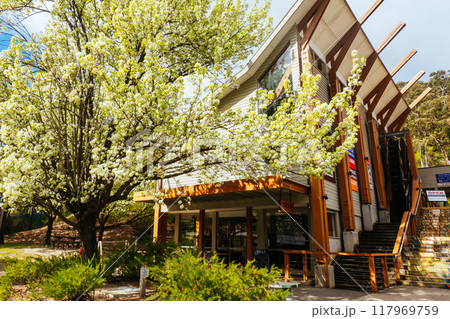 Spring Blossom in Warburton Australia 117969759