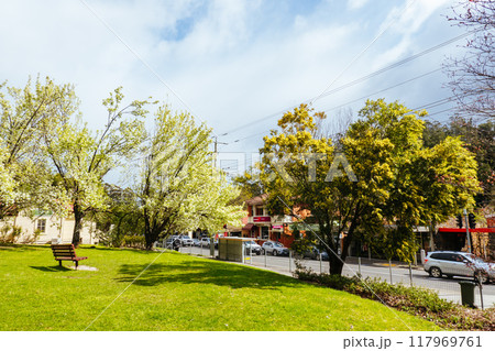 Spring Blossom in Warburton Australia 117969761