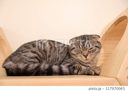 キャットタワーで眠る猫 キャットタワーで眠る猫 117970063