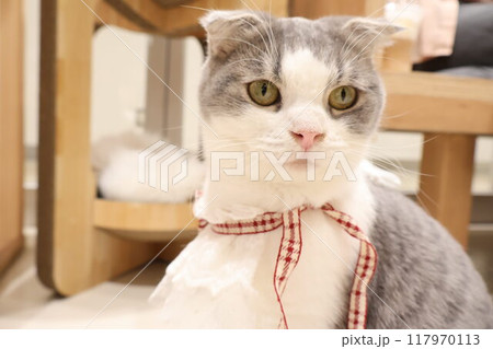 誕生日のリボン猫 117970113