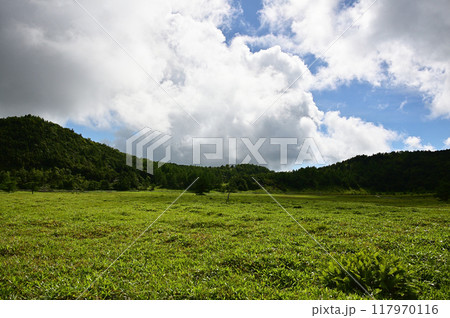 真夏の池の平湿原風景 117970116